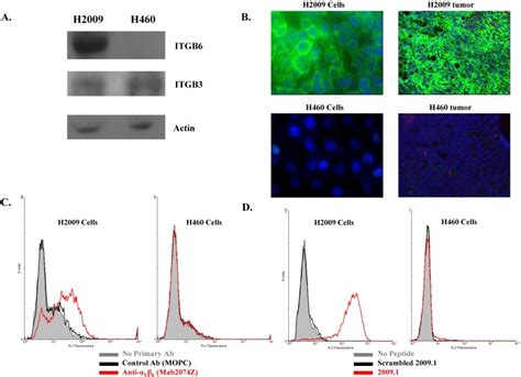 The Integrin V Is Expressed In H Cells But Not In H Cells