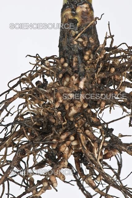 Rhizobium Root Nodules Stock Image Science Source Images