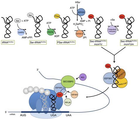 Jci Mutation In Human Selenocysteine Transfer Rna Selectively