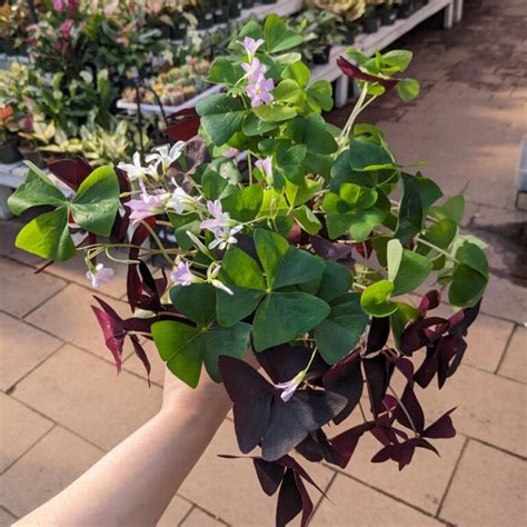 Oxalis Tricolore Jardins Zeillinger Botanix