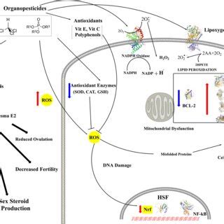 Schematic Representation Of Op Induced Oxidative Stress On Cellular