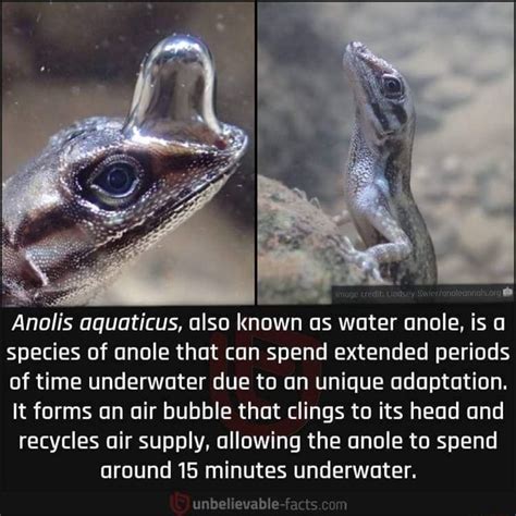 Credit: Anolis aquaticus, also known as water anole, is a species of ...