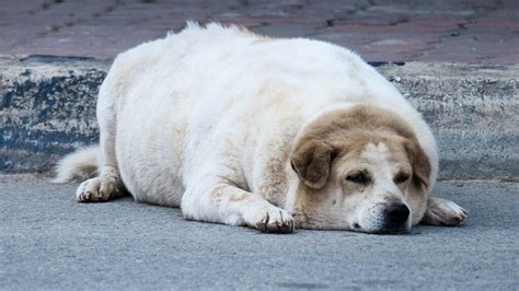 Krugets, la historia del perrito que fue rescatado de las calles y que ...