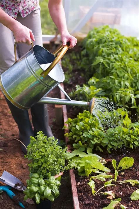 Arroser Les Plantes De Jardin Au Printemps Quand Et Comment Irriguer