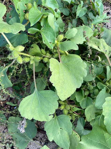 Xanthium Strumarium Rough Cocklebur