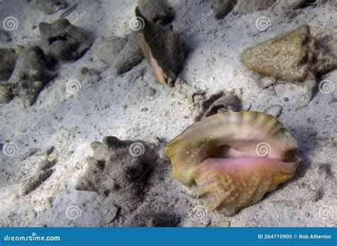 Conch Shells On The Sea Floor In Bimini Bahamas Stock Image Image Of