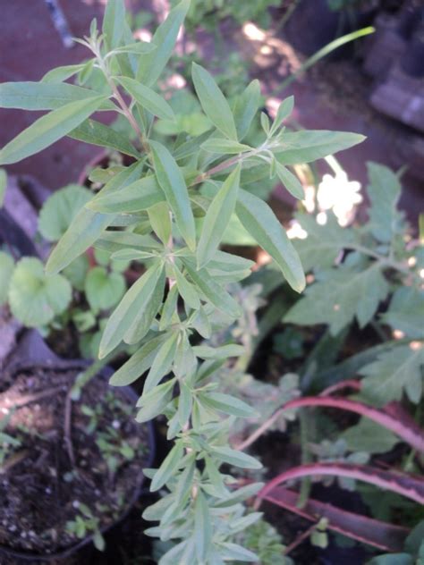 PLANTAS MORENAL Burrito Aloysia Polystachya Disponible En Maceta