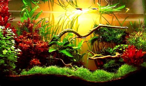 The Benefits Of Live Plants In Your Fish Tank Gills Thrills The