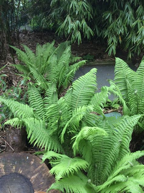 Botanical Gardens Birmingham Evergreen Ferns Drought Tolerant Plants