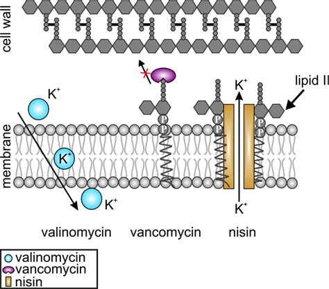 Mechanisms Of Action Of Valinomycin Blue Vancomycin Purple And