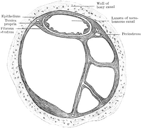 Semicircular Canals