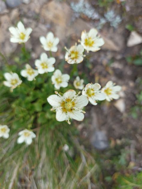 Fringed Grass Of Parnassus From Division No Ca Ab Ca On August