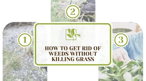 How To Get Rid Of Weeds Without Killing Grass In Easy Tips Evergreen