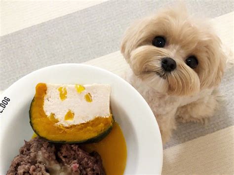 普安特兽药解答：可以给狗狗喂食鸡蛋吗 知乎