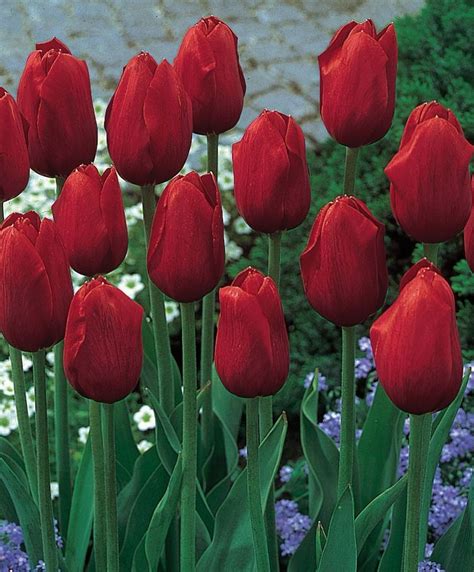 Tulip Kingsblood Single Late Tulips Flower Bulbs Index Bulb