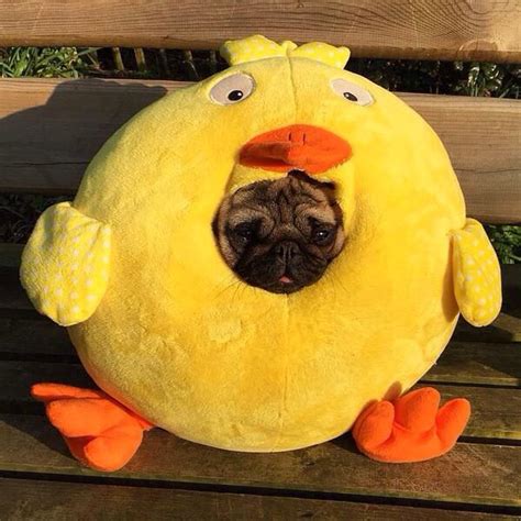 Duck Pug Dressed Up Dogs Pinterest Pug And Ducks