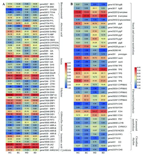 Heatmap Of Degs In Kegg Pathway Enrichment A Plant Hormone Signal