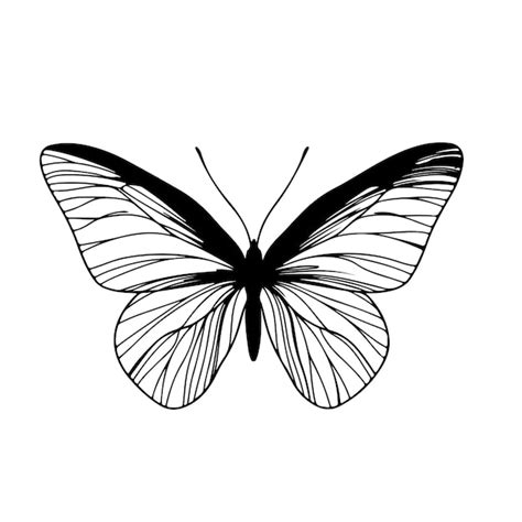 A Black And White Drawing Of A Butterfly With The Words Butterfly On It