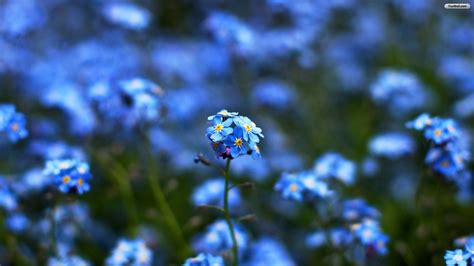 Desktop Blue Flower Wallpapers Wallpaper Cave