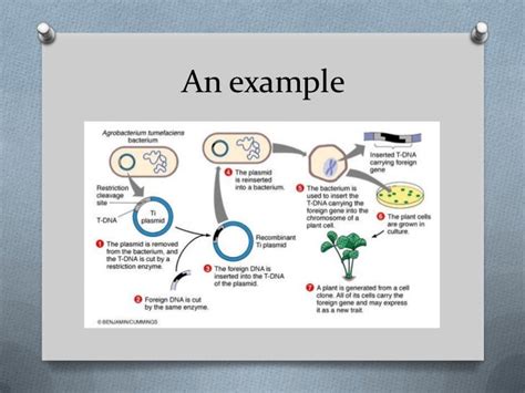 4.4 Biotechnology - Gene transfer (by Kyung)