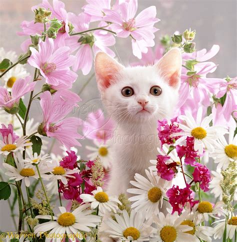 List 94 Pictures Kitty Cute Cat With Flowers Updated