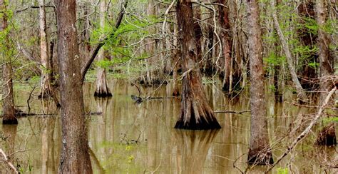 Anahuac National Wildlife Refuge A Texas National Wildlife Refuge