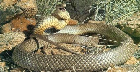 Animais Companhia Top 10 Das Maiores Cobras Do Mundo