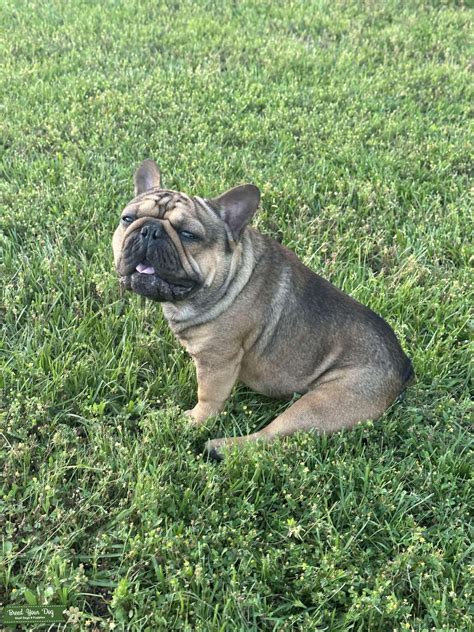 Frenchie - Stud Dog in North Texas , the United States | Breed Your Dog