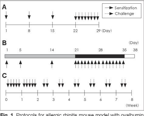 PDF Allergic Rhinitis Mouse Model Semantic Scholar