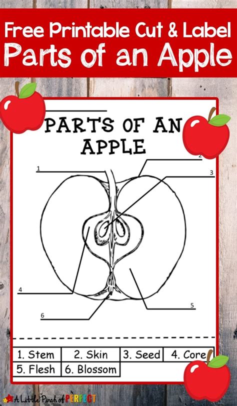 Label The Parts Of An Apple