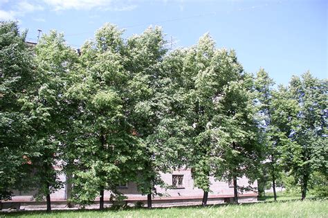 Липа сердцевидная, мелколистная - Строительная фирма Проспект