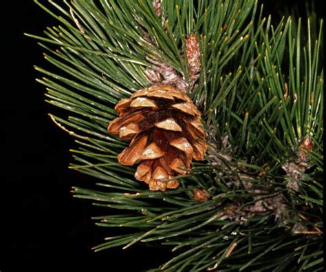 Pinus Nigra EUFORGEN European Forest Genetic Resources Programme