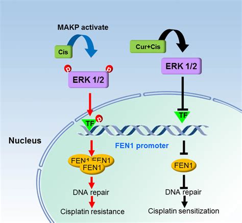 Schematic Diagram Of A Mechanism By Which FEN1 Overexpression Is