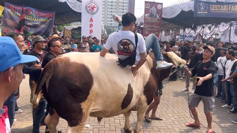 HEBOH JUARA 1 SAPI TERBESAR DI KONTES APPSI JAKARTA KELAS P2