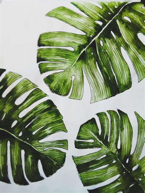 Листья монстеры акварелью | Drawings, Plant leaves, Art