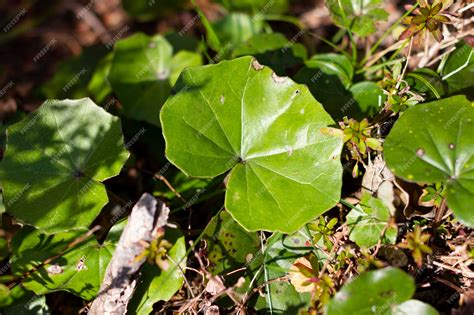 Premium Photo Farfugium Japonicum Or Ligularia Tussilaginea Also