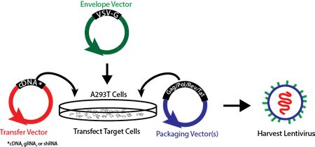 Your Lentiviral Plasmid FAQs Answered