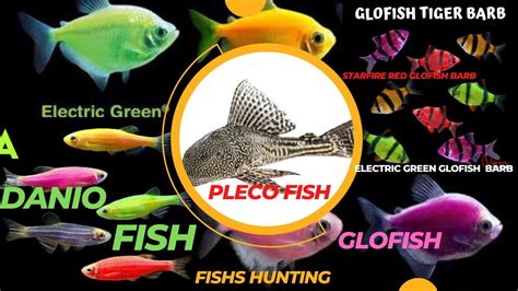 Fishing And Hunting For Colorful Glofish Pleco Fish Danio Fish