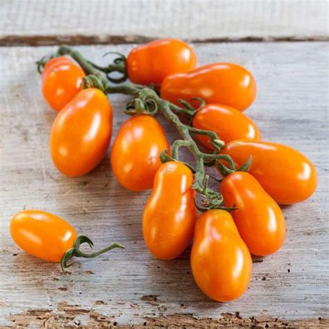 Pflaumen Cherrytomate Mirado Orange Tomatenpflanze