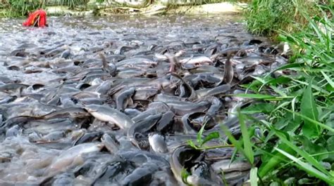 How To Start Catfish Farming Business Plan BUSINESSPLANFOR