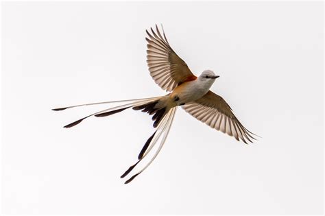 Tirano tijereta rosado Biodiversidad de Córdoba NaturaLista Mexico