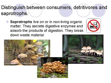 Ess 2 Ecosystems Distinguish Between Autotroph And Heterotroph