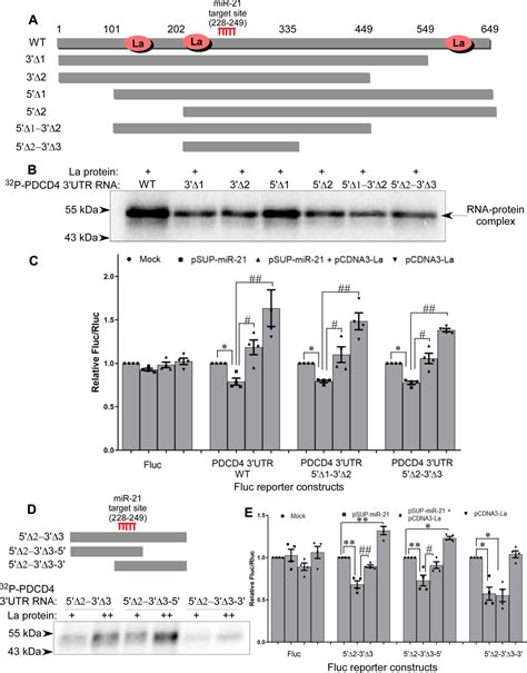 RNA Binding Proteins La And HuR Cooperatively Modulate Translation