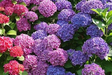 Gu A Completa C Mo Regar Correctamente Una Hortensia Plantasman A