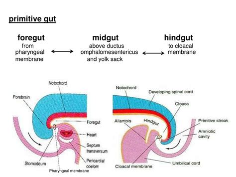 PPT Embryology Development Of Digestive System PowerPoint