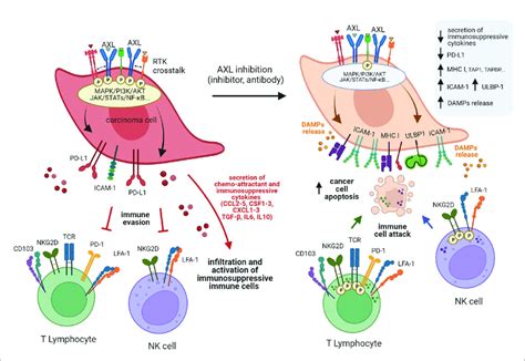 Schematic Model Of AXL Mediated Mechanisms Of Immune Escape And The