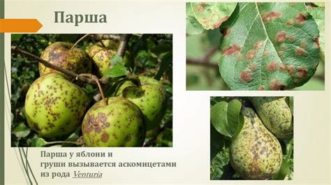 Парша на груше. Лечение, чем обработать осенью