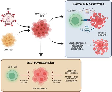 Frontiers Prime Shock And Kill Bcl Inhibition For Hiv Cure