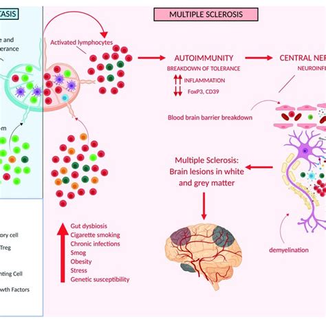 Tregs In Multiple Sclerosis Genetic And Or Environmental Factors May