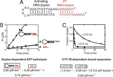 Dead Box Proteins Can Completely Separate An Rna Duplex Using A Single